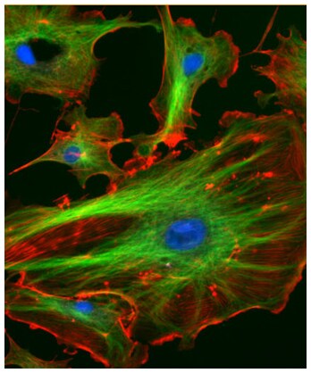 Fluorescent Cells
