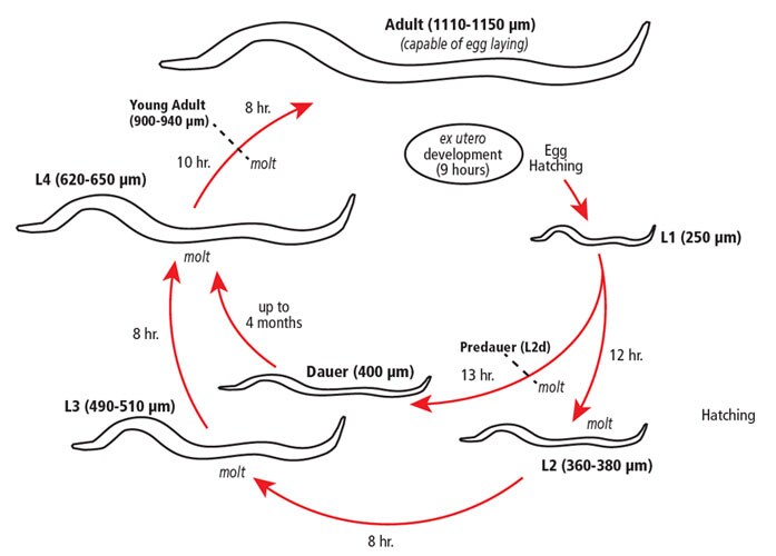 Why Is C Elegans So Popular In The Biology Laboratory