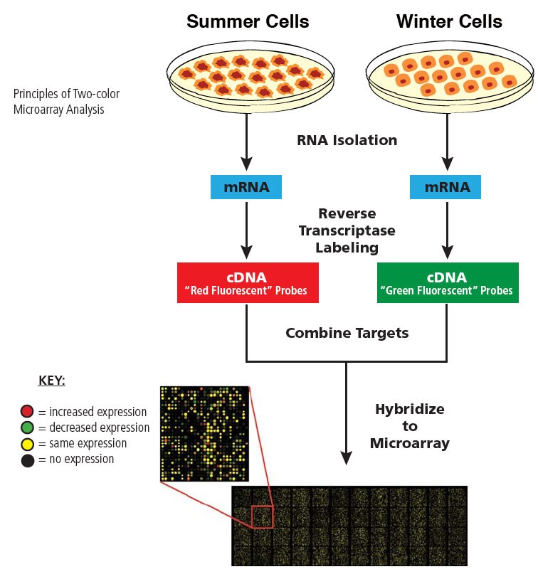 microarray analysis