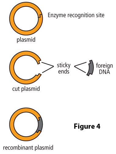 biotech basics a plasmid primer
