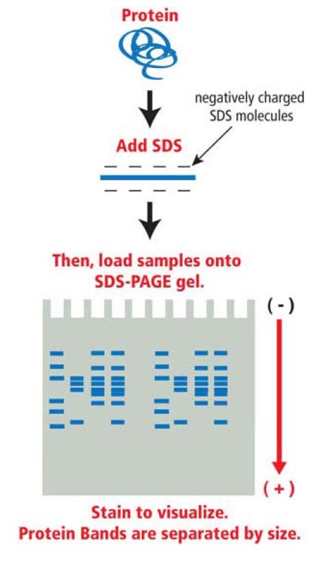 biotechnology basics sds polyacrylamide gel electrophoresis sds page