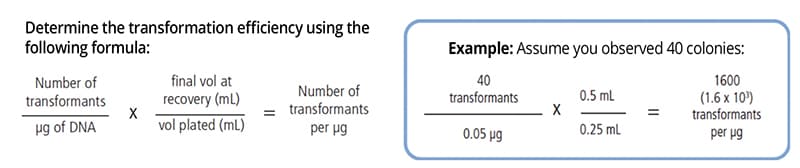 protein electrophoresis