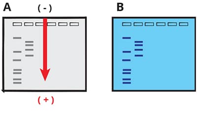 girls performing electrophoresis