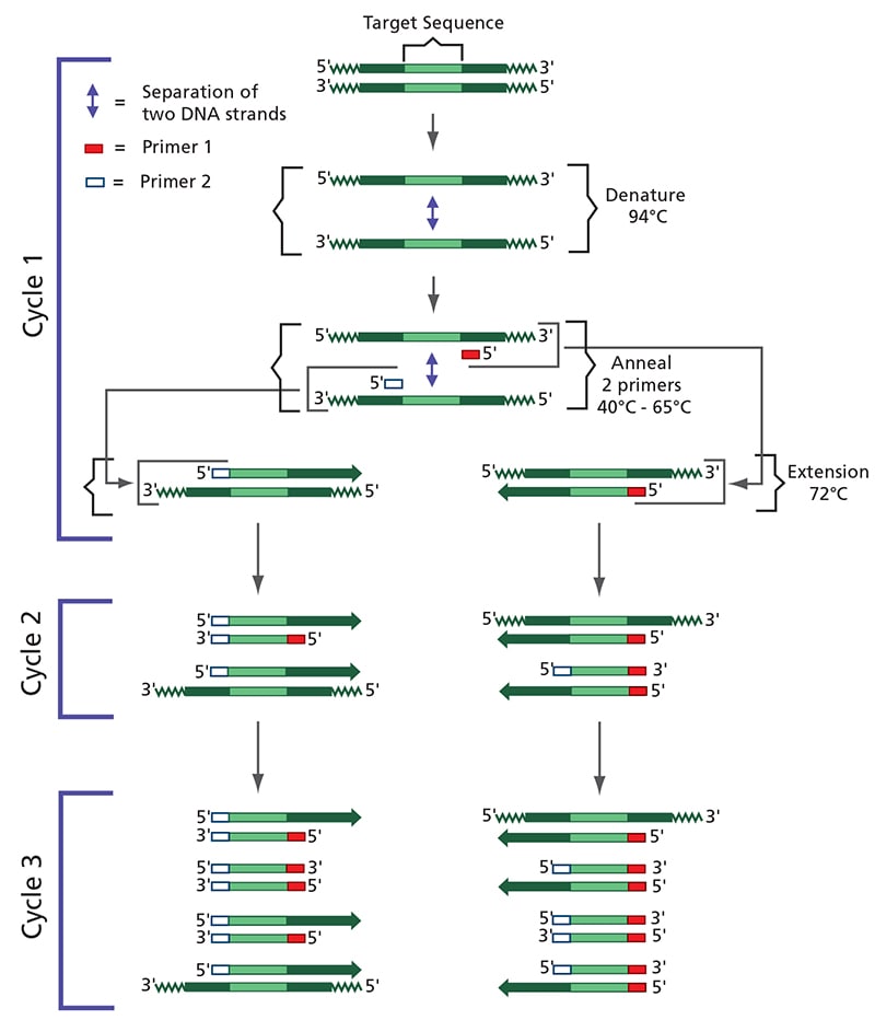 pcr cycles