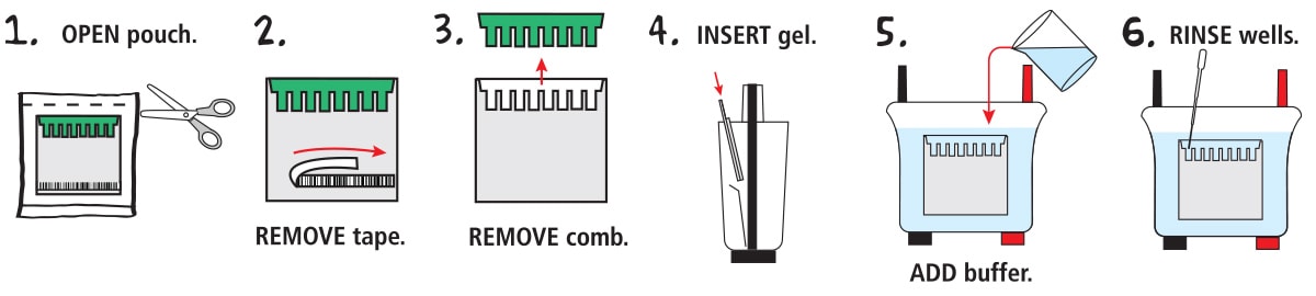 protein electrophoresis