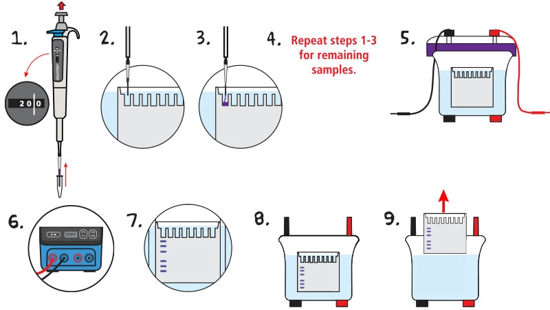 protein electrophoresis