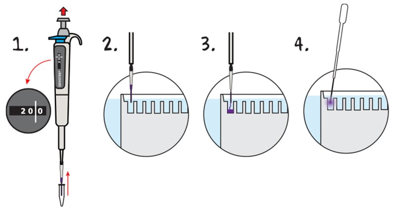 protein electrophoresis practice gel loading