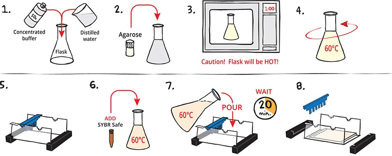 casting the agarose gel with sybr pictograph