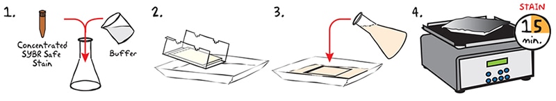 method two staining pictograph