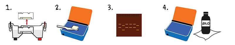 casting the agarose gel with sybr pictograph