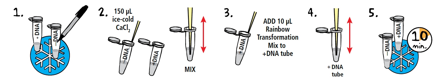 Enhanced Steps 1 through 5