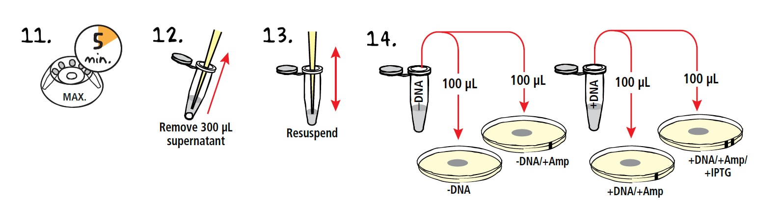 Enhanced Steps 11 through 14