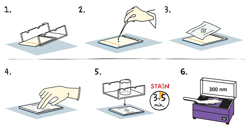 EtBr staining pictograph