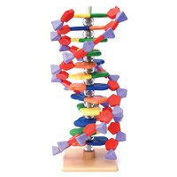 Dna Model 12 Layer Kit Edvotek