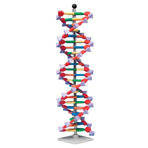 1512 Dna Model 22 Layer Kit