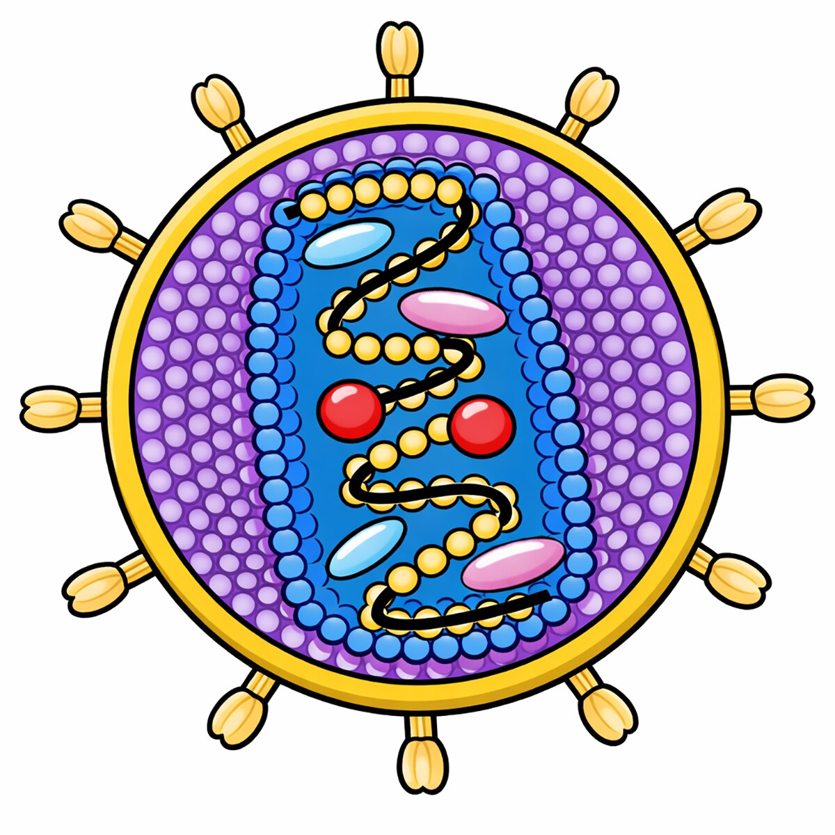 151 - AIDS Kit III: Simulation of HIV Detection by Protein