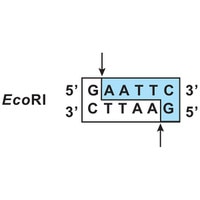 cleavage of lambda dna with eco ri restriction enzyme
