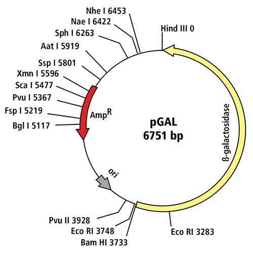 pGAL Blue Colony Bacterial Transformation Kit EDVOTEK