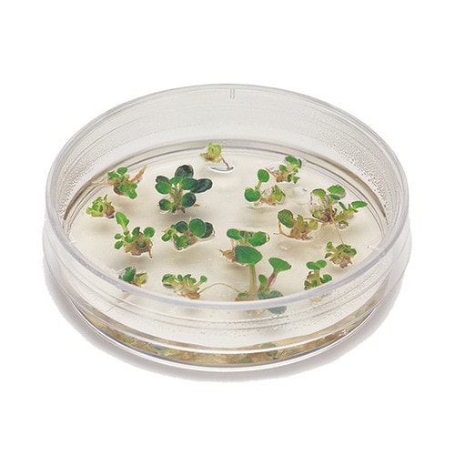 Intro to Plant Cell Culture Kit | EDVOTEK