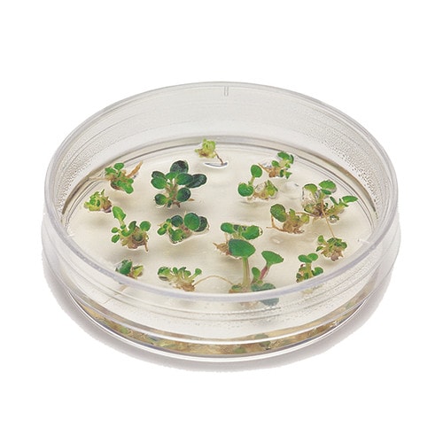 5 Plant Tissue Culture Products You Need to Get Started - Plant