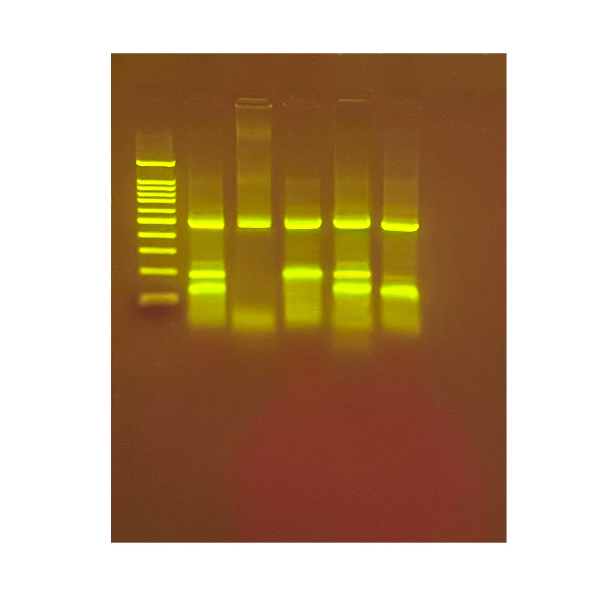 729 - BactoBeads™, E. coli OP50 (for C.elegans)