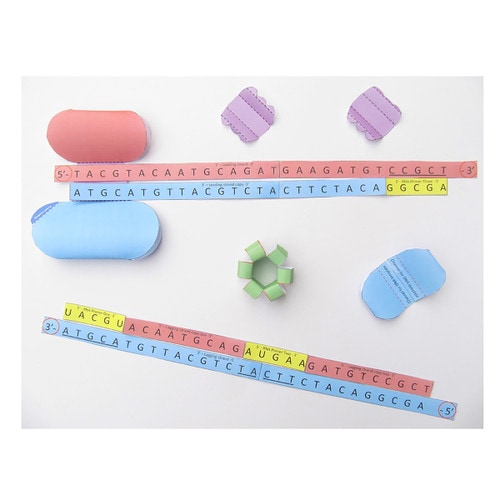 Evt 023 Dna Replication Model