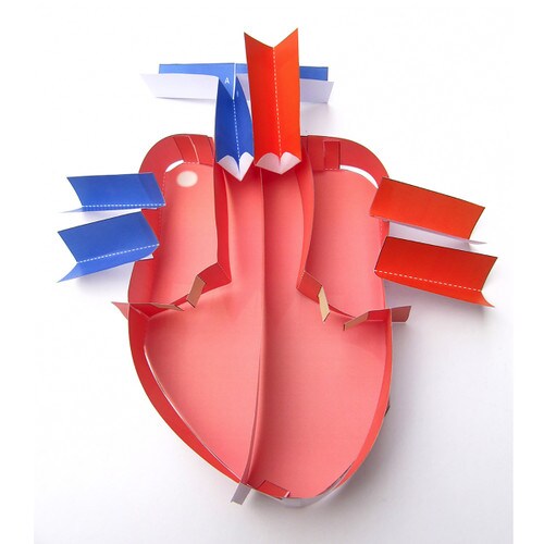 evt 038 human heart model evt 038 human heart model