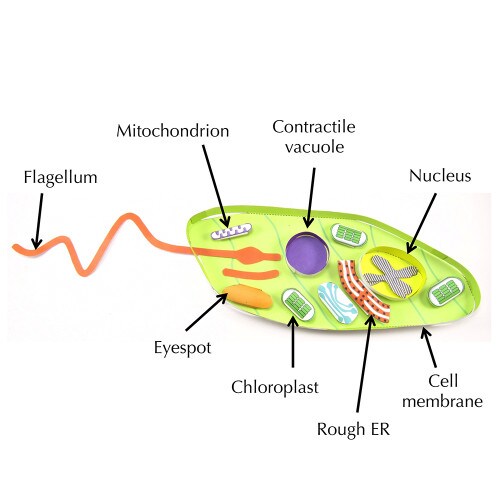 EVT-052 - Euglena Model