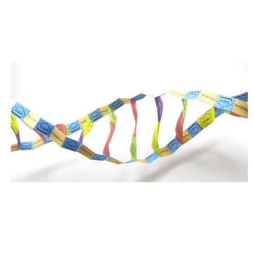 Origami Organelles Dna Structure Model Edvotek Origami Organelles Dna Structure Model Edvotek
