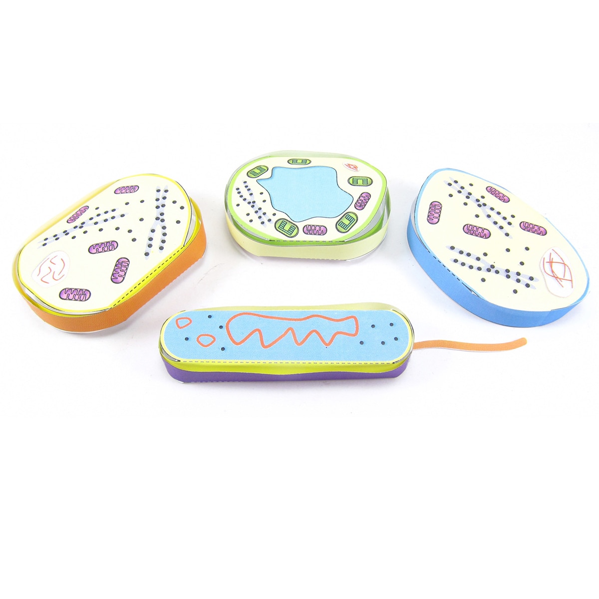Origami Organelles | Cell Structure Model | EDVOTEK