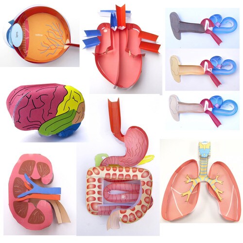 Origami Organelles Anatomy Bundle EDVOTEK